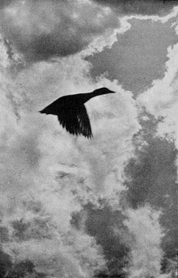 Goose flying against clouds backdrop (B&W)